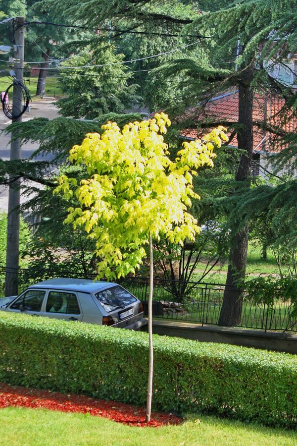 Apartmani15 Arandjelovac Bagian luar foto